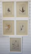 Set of five likely 19thC displays of dried flowers on paper, each 33 x 21cm, all in white frames