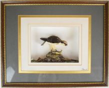 Miniature taxidermy interest model of an osprey having caught a pike and resting on a rock, by