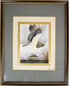 Miniature taxidermy interest model of an osprey having caught a pike, by John Selway of Blagdon,