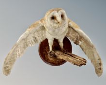 A taxidermy Barn Owl on branch,