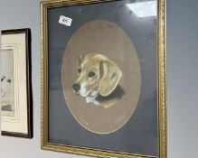 Pat Pierpoint : Bonny, colour chalks, 22cm by 29cm.