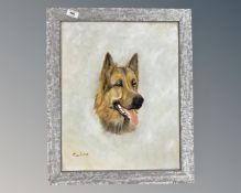 A 20th century oil on canvas of an Alsatian, 39 cm x 49 cm.