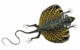 Yellow Draco Flying Lizard from Indonesia,