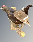 A taxidermy study of a black grouse on branch.