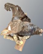 A taxidermy study of a black grouse on branch.