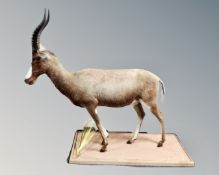 A taxidermy full mount Blesbok.
