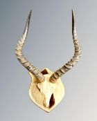 A pair of impala horns and hide mounted on oak shield, height 55cm.