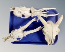Three animal skulls