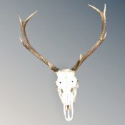 A deer skull with antlers