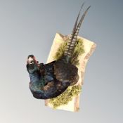 A taxidermy pheasant mounted on board