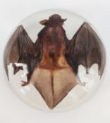 A Bamboo bat measuring 3.75 x 3 inches native to Southeast asia.