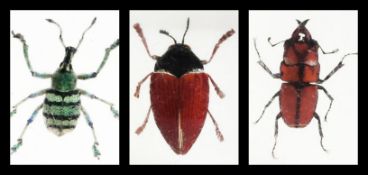 A collection of insects in resin blocks. - Ampedus ( 2 inches in length), Weevil (1.