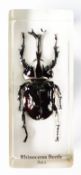 A rhinoceros beetle in resin block, from Asia, measures 3.75
