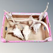 Three animal skulls with horns and antlers,