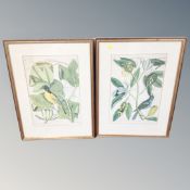 A pair of French ornithological prints