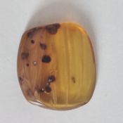 Mosquito and fly in amber from the oligocene period 23.8 to 33.7 million years ago.