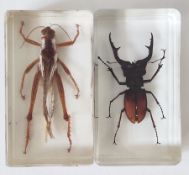 Very large cricket and a large stag beetle in resin blocks.
