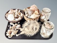 A tray of sea shells,
