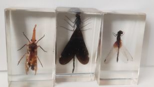 Black damsel, fulgorid planthoppers, and dragonfly in resin blocks from Indonesia.