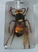 An Asian Hornet in resin