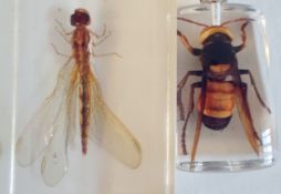 An Asian large hornet and Asian dragonfly in resin blocks.