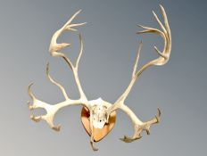A set of deer antlers on shield