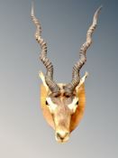 A taxidermy antelope head on wooden shield