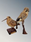 A taxidermy snipe on wooden plinth and a further bird specimen, tallest 31 cm.