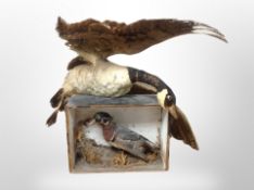 A taxidermy Canada goose and Mallard duck in display box (af)