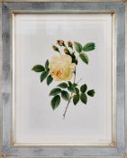 A pair of limited edition Trowbridge Gallery Botanical prints with two further botanical prints