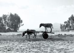 Julius von Bismarck. ”Zwei Esel””. 2013