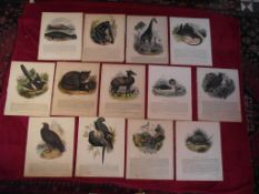 13 X Plates Illustrative of Natural History - Josiah Wood Whymper - Double Sided & Laid On Linen...
