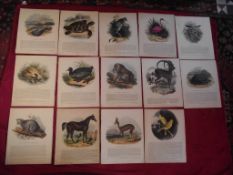 14 X Plates Illustrative of Natural History - Josiah Wood Whymper - Double Sided On Linen - 1843