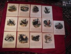 13 X Plates Illustrative of Natural History - Josiah Wood Whymper - Double Sided On Linen - 1843