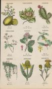 Rare James Reynolds Antique Vegetable, Tree & Plant Kingdom 5.