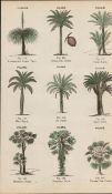 Rare James Reynolds Antique Vegetable, Tree & Plant Kingdom 8.