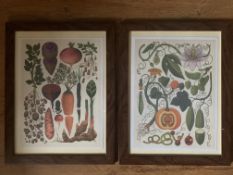 Set of Two Framed Botanical Prints