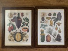 Pair of Beautifully Framed, Vintage, Botanical Prints