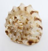 Large Conch Shell