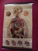 Vintage J. Teck St Johns Anatomical Chart - Circa 1950's