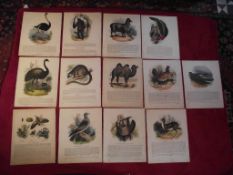 13 X Plates Illustrative f Natural History - Josiah Wood Whymper - 1843