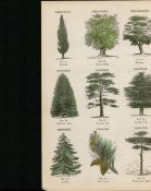Rare James Reynolds Antique Vegetable, Tree & Plant Kingdom 12.