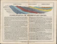 Rare James Reynolds Antique Fossiliferous Rocks Collection Print