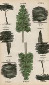 Rare James Reynolds Antique Vegetable, Tree & Plant Kingdom 11.