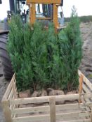 Conifers Chamaecyparis Lawsoniana 'Columnaris' 175-200 30x