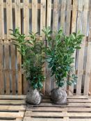 80x Cherry Laurel 100-120cm