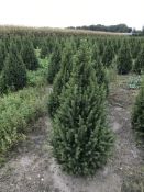 Conifers Picea Glauca 'Conica' 60-80 80x