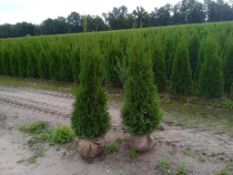 Conifers Thuja Smaragd 100+ 80x