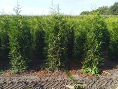 Conifers Thuja Brabant 175-200 30x