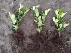 Cherry Laurel Prunus Laurocerasus 'Novita' 40-50 300x